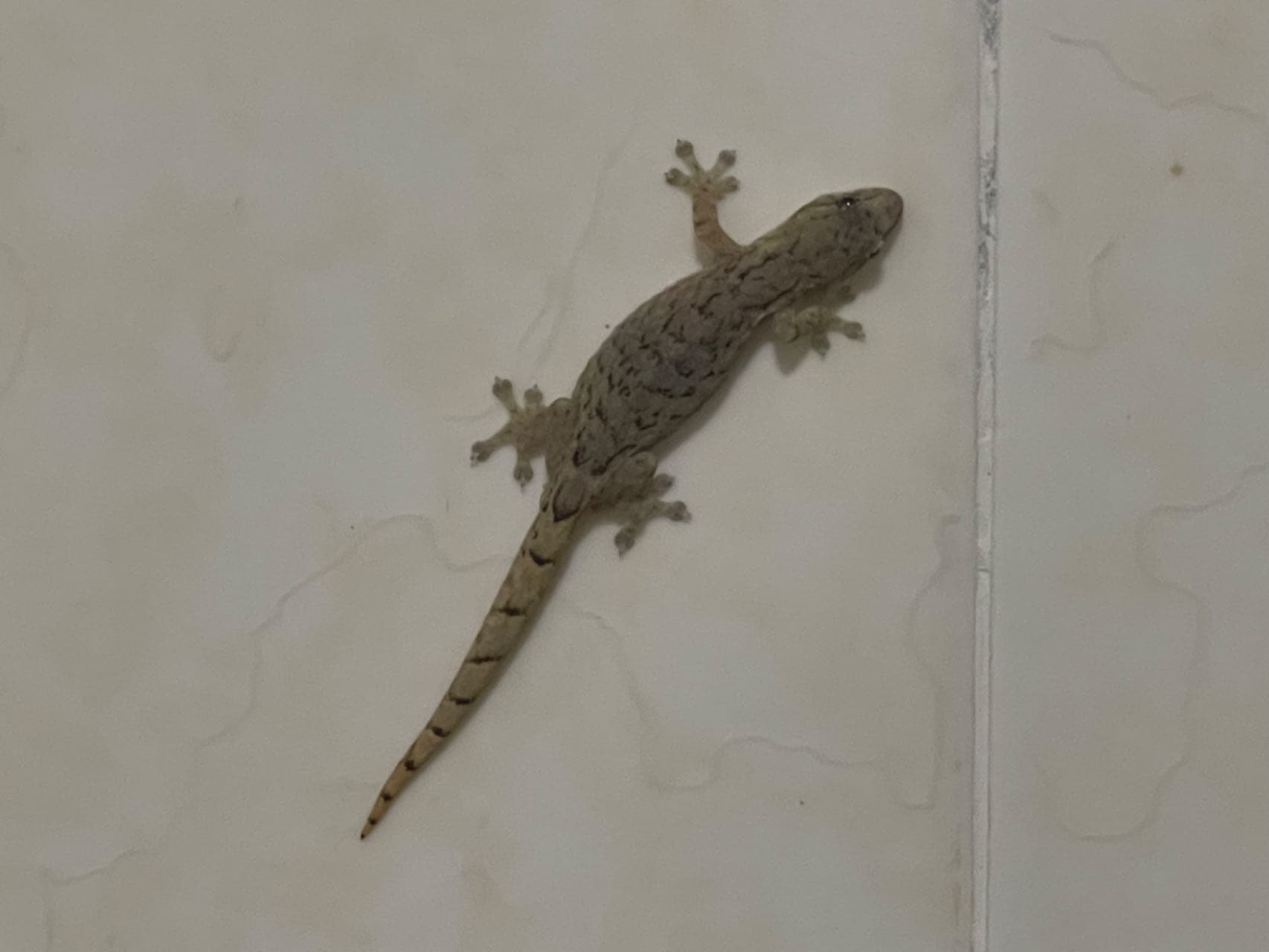 geko